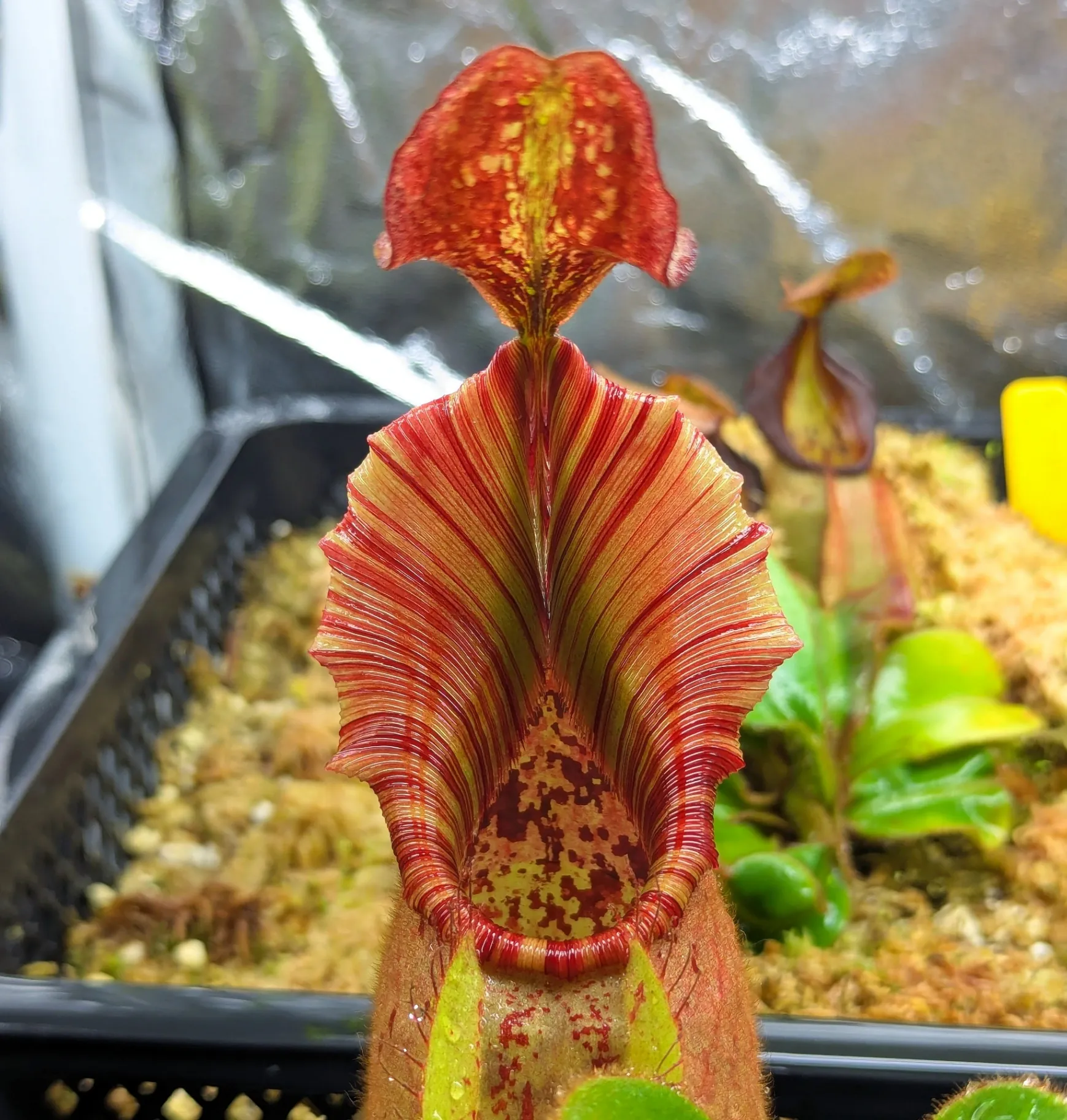 Nepenthes veitchii '(D)' by Highland_Tropicals