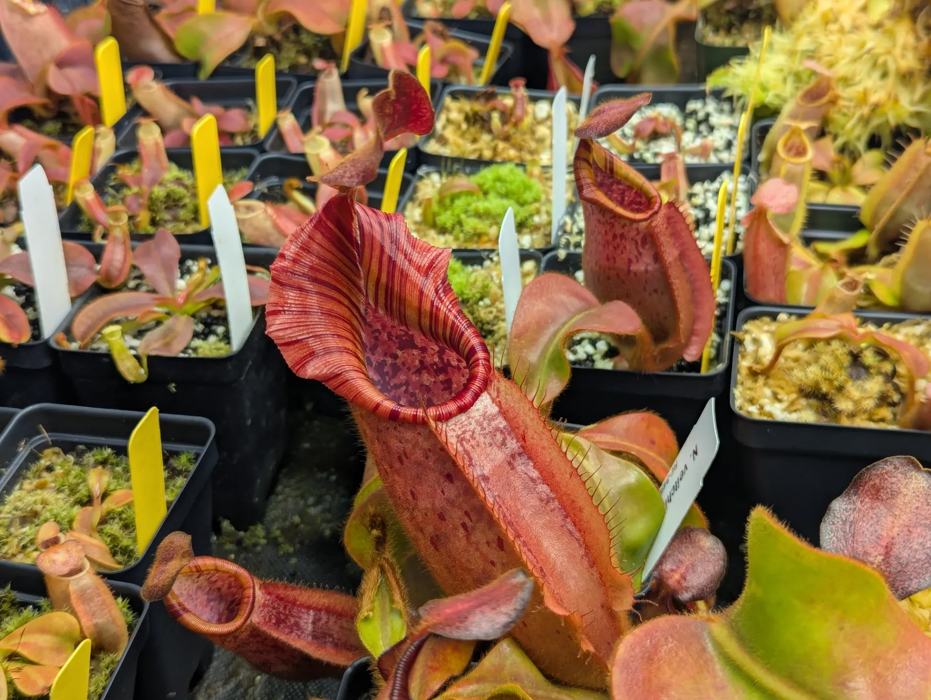 Nepenthes veitchii '(D)' by Highland_Tropicals