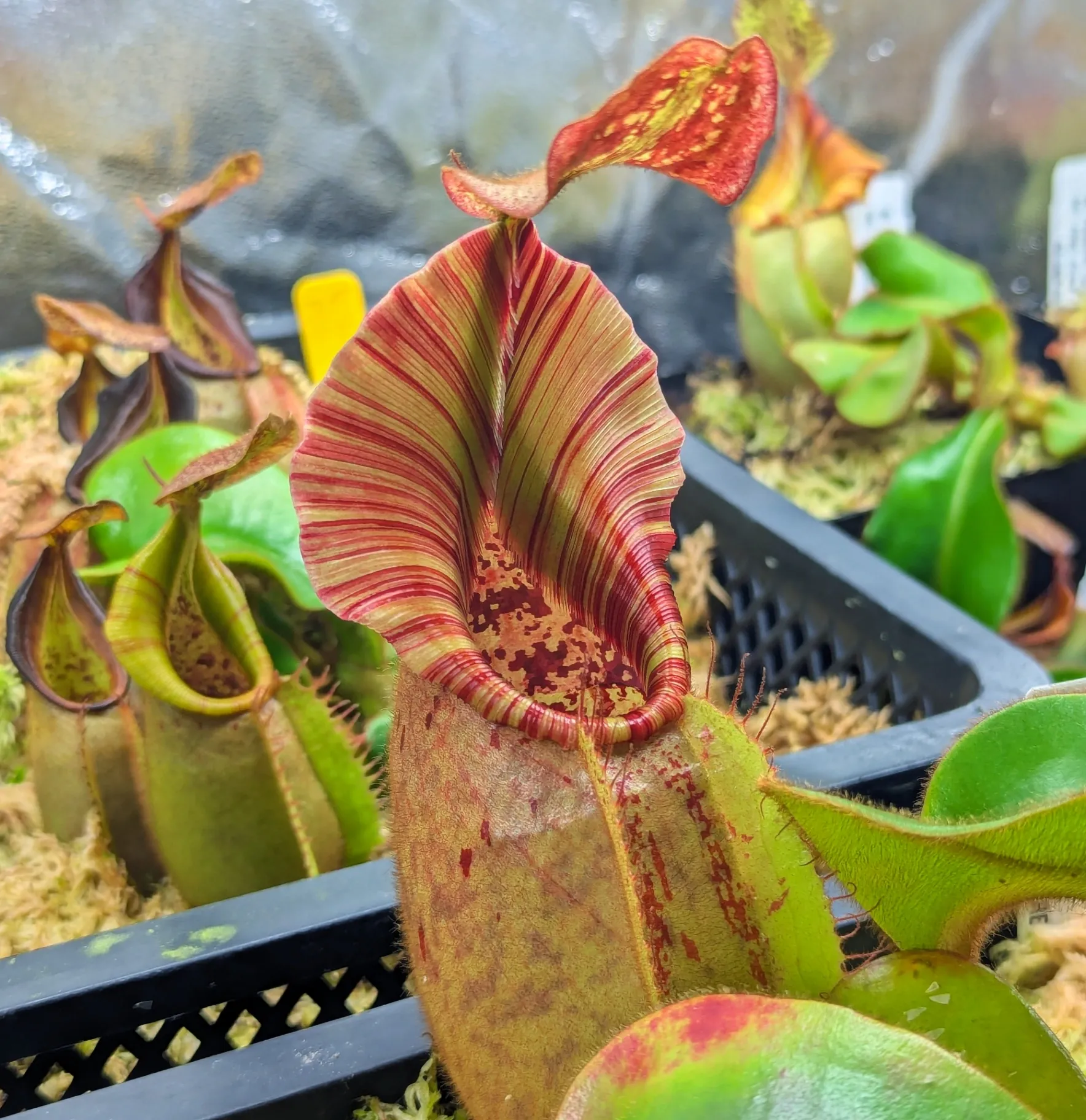Nepenthes veitchii '(D)' by Highland_Tropicals