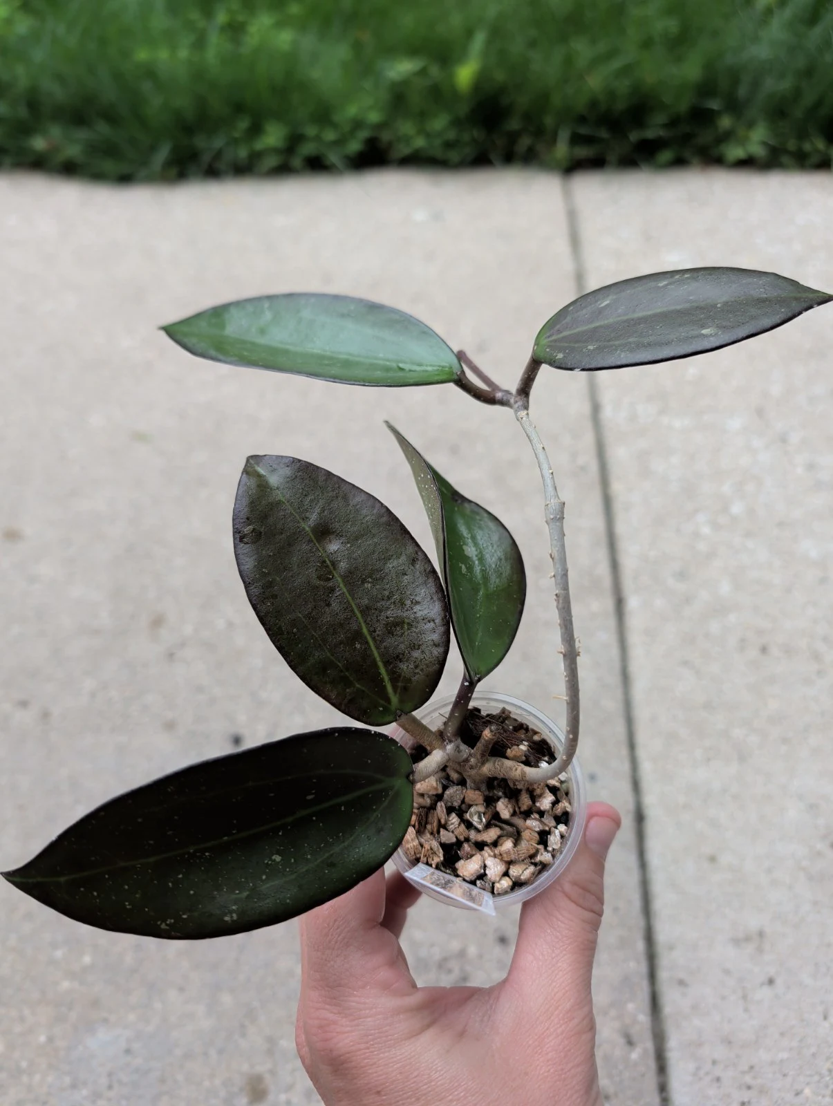 Hoya AH Black Baabel by meg