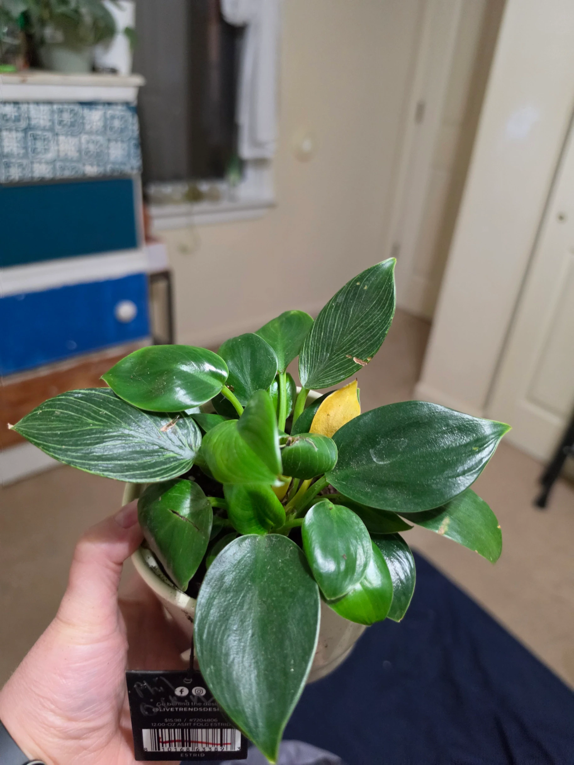 Philodendron Birkin by Lilith