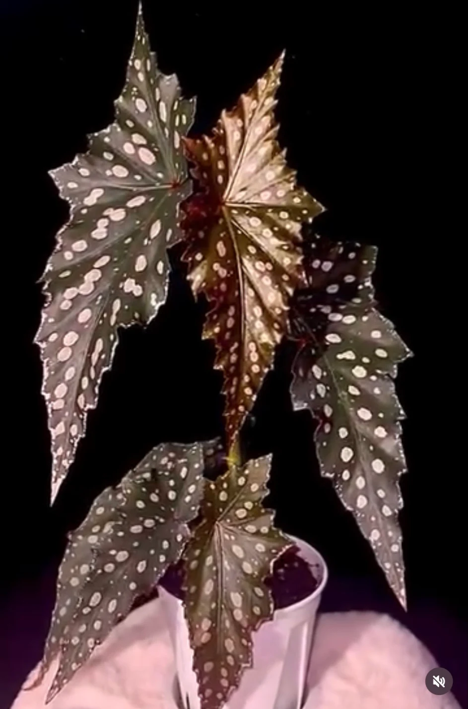 Begonia Chocolate Cone by NashvilleNDP