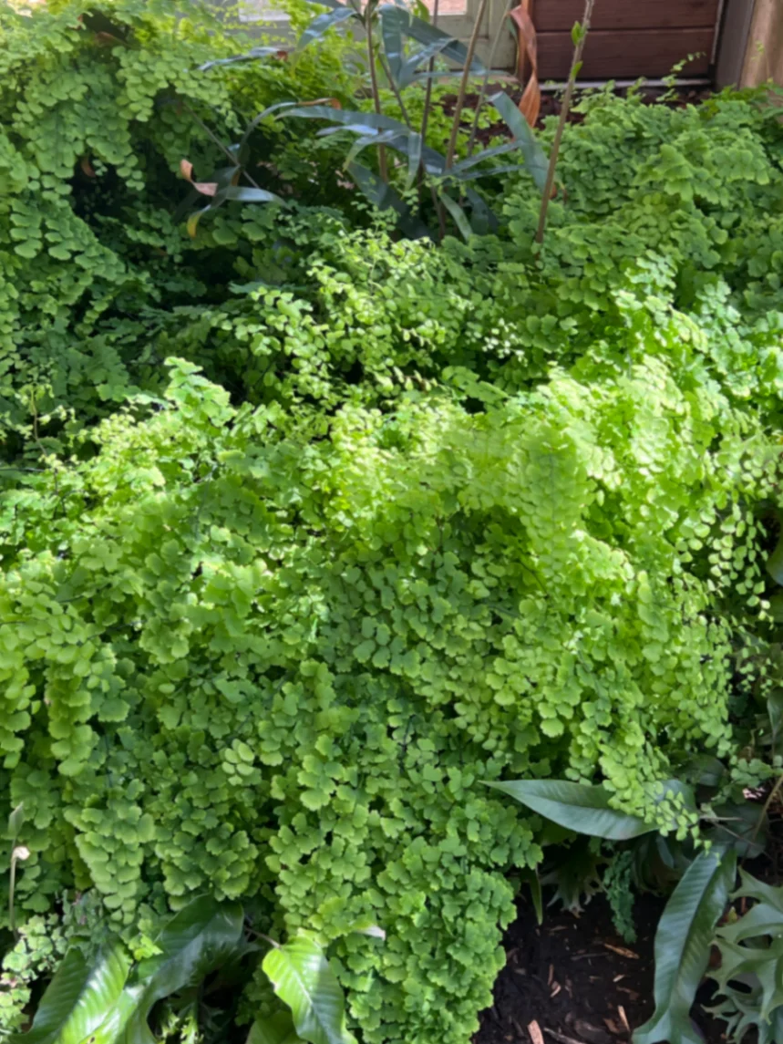 Adiantum raddianum by markymark