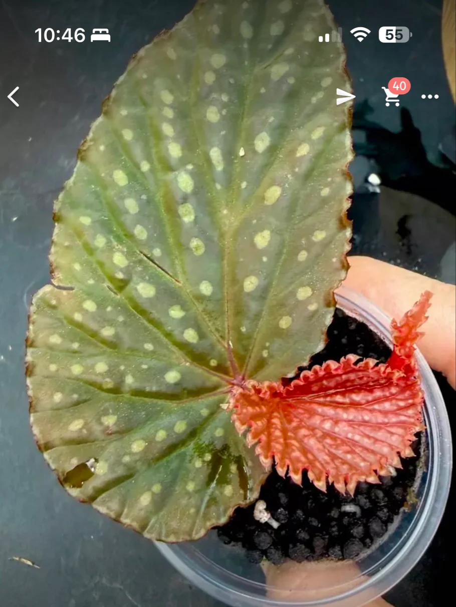 Begonia Chlorosticta X Daunhitam by NashvilleNDP