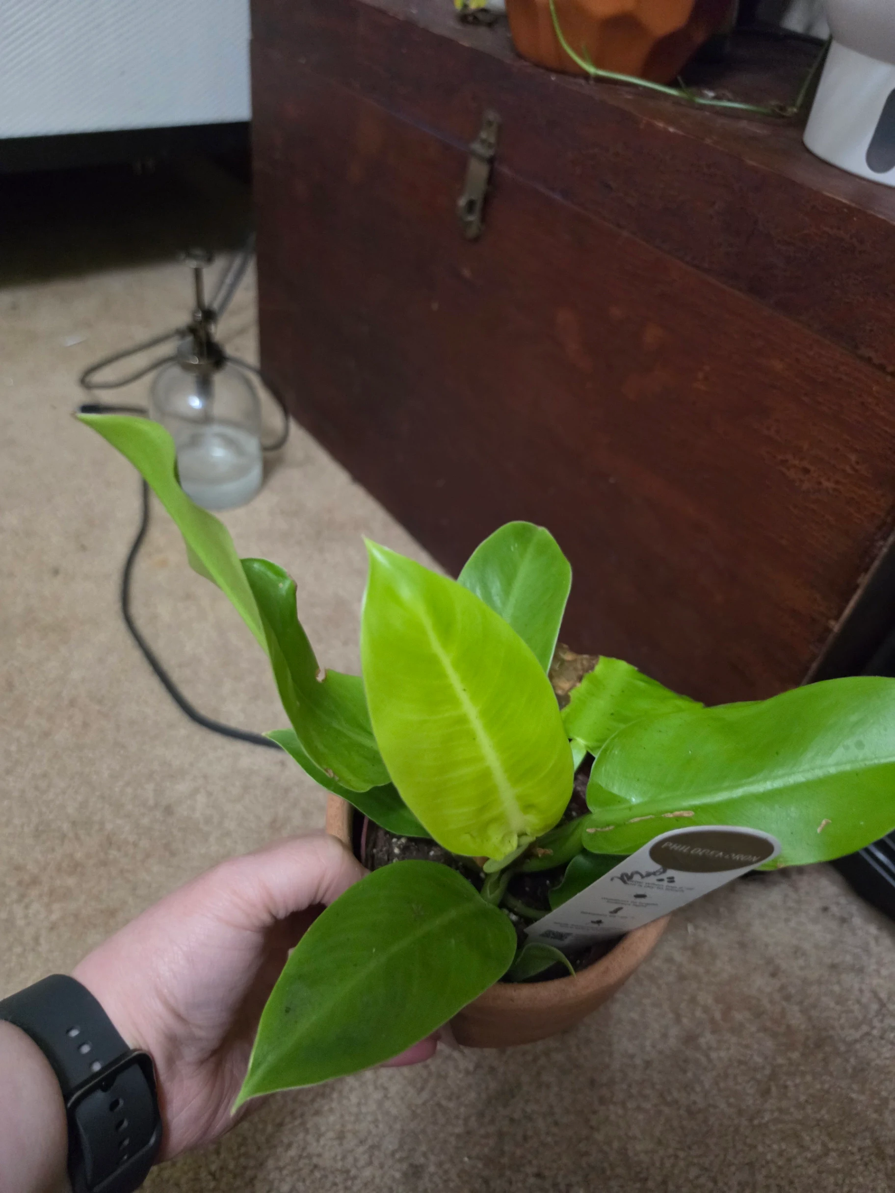 Philodendron Moonlight by Lilith