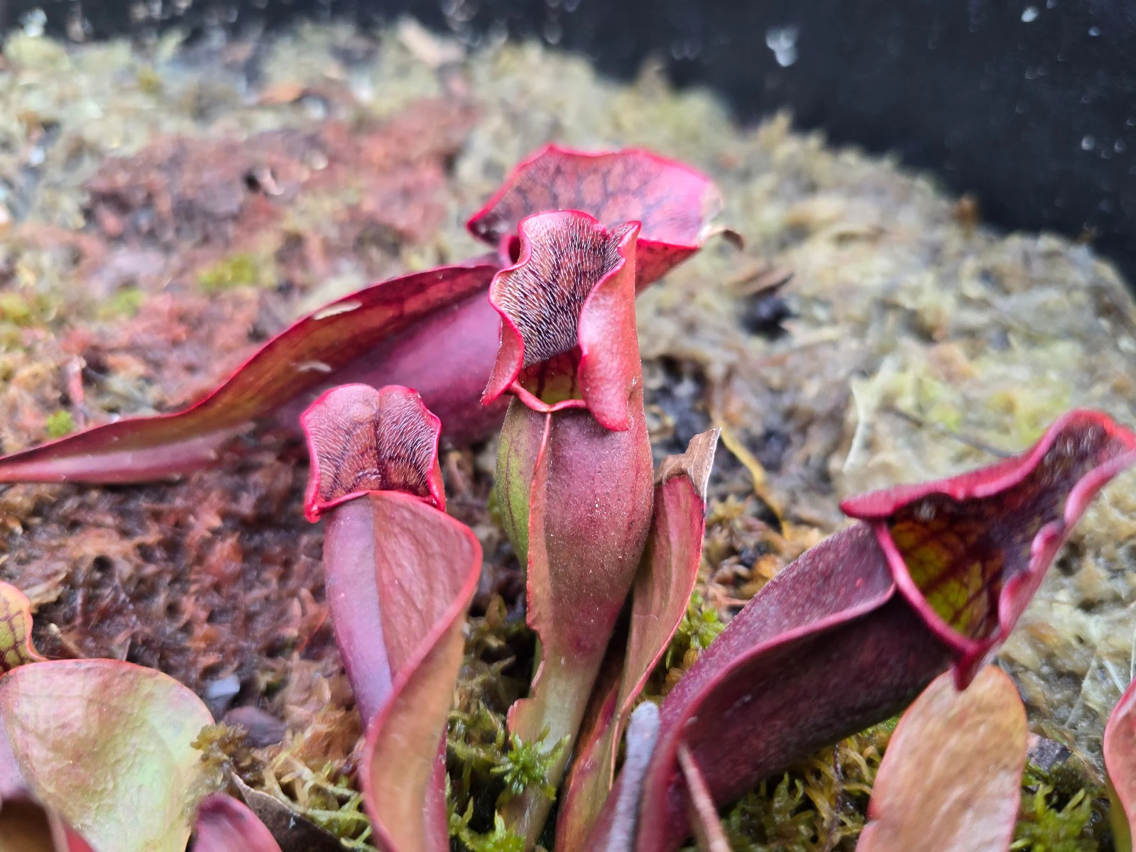 Sarracenia purpurea by atomic-alchemist