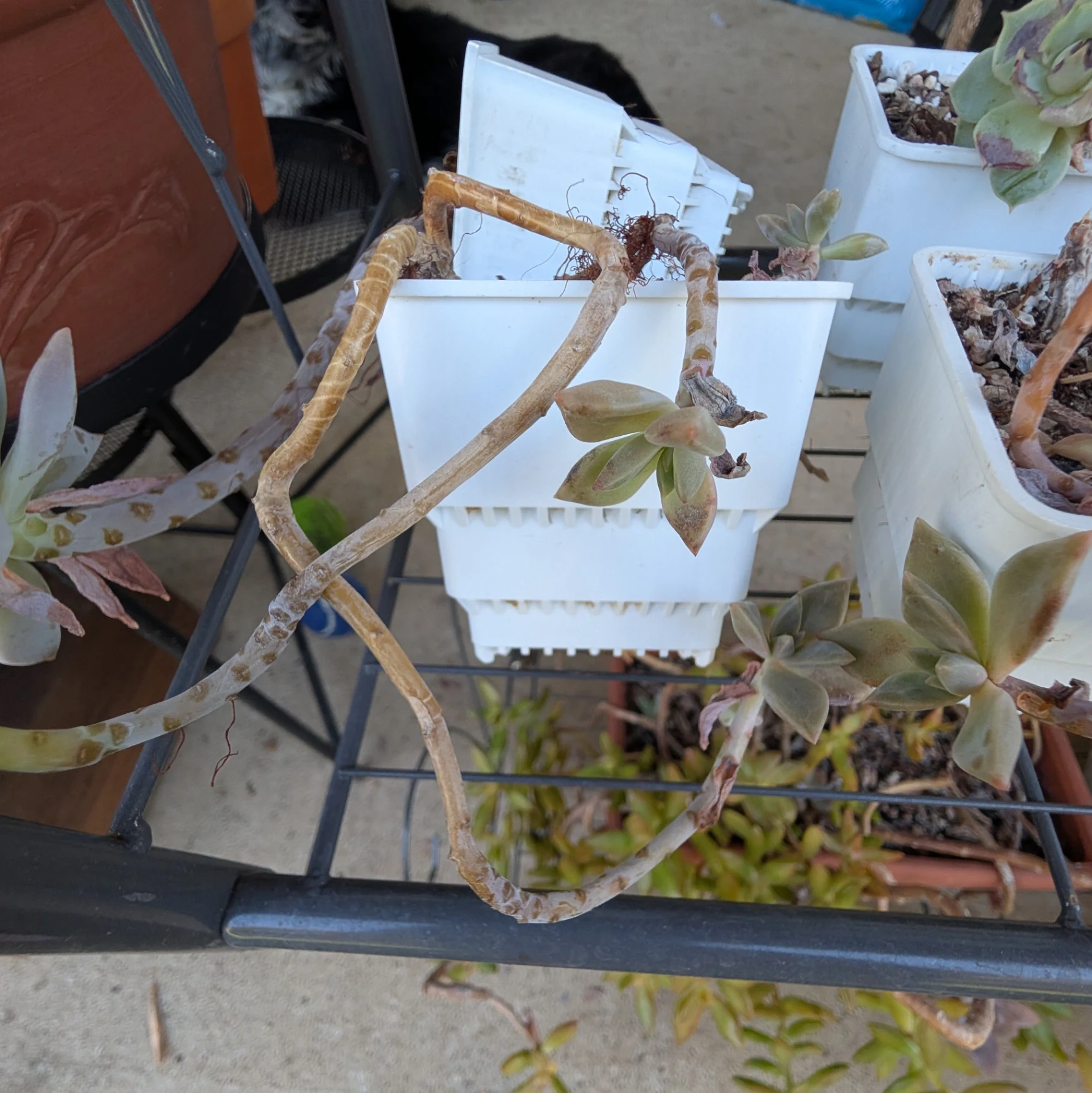 Graptopetalum paraguayense by mosswooddrive