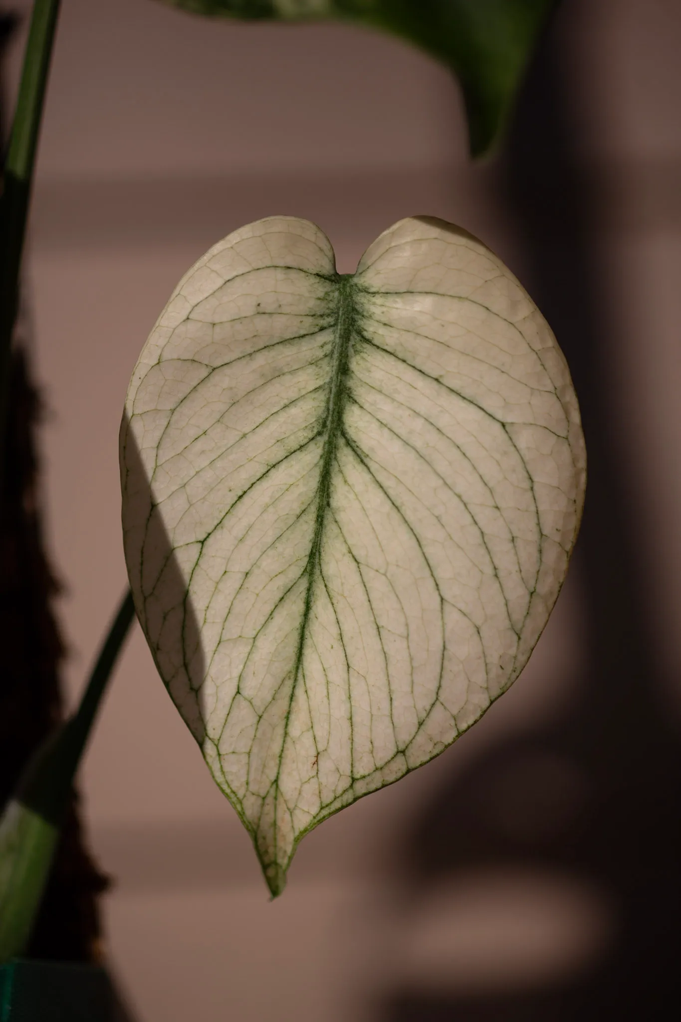 Monstera deliciosa 'White Monster' by migy