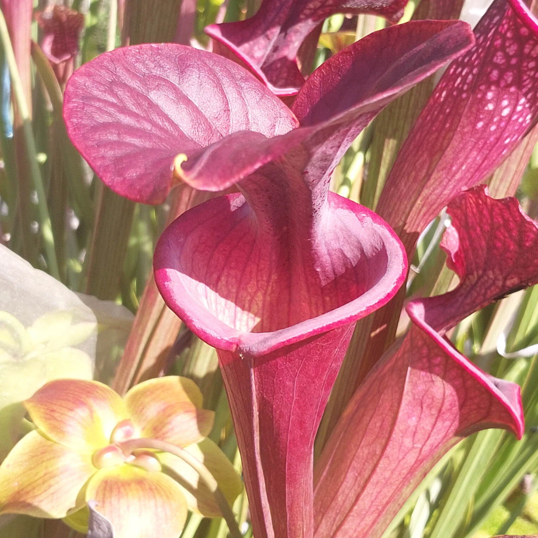 Sarracenia flava 'Okaloosa Atro Super Vigorous x Faulisi Blackwater Atro "Pure Black"' by P_Hill_FL
