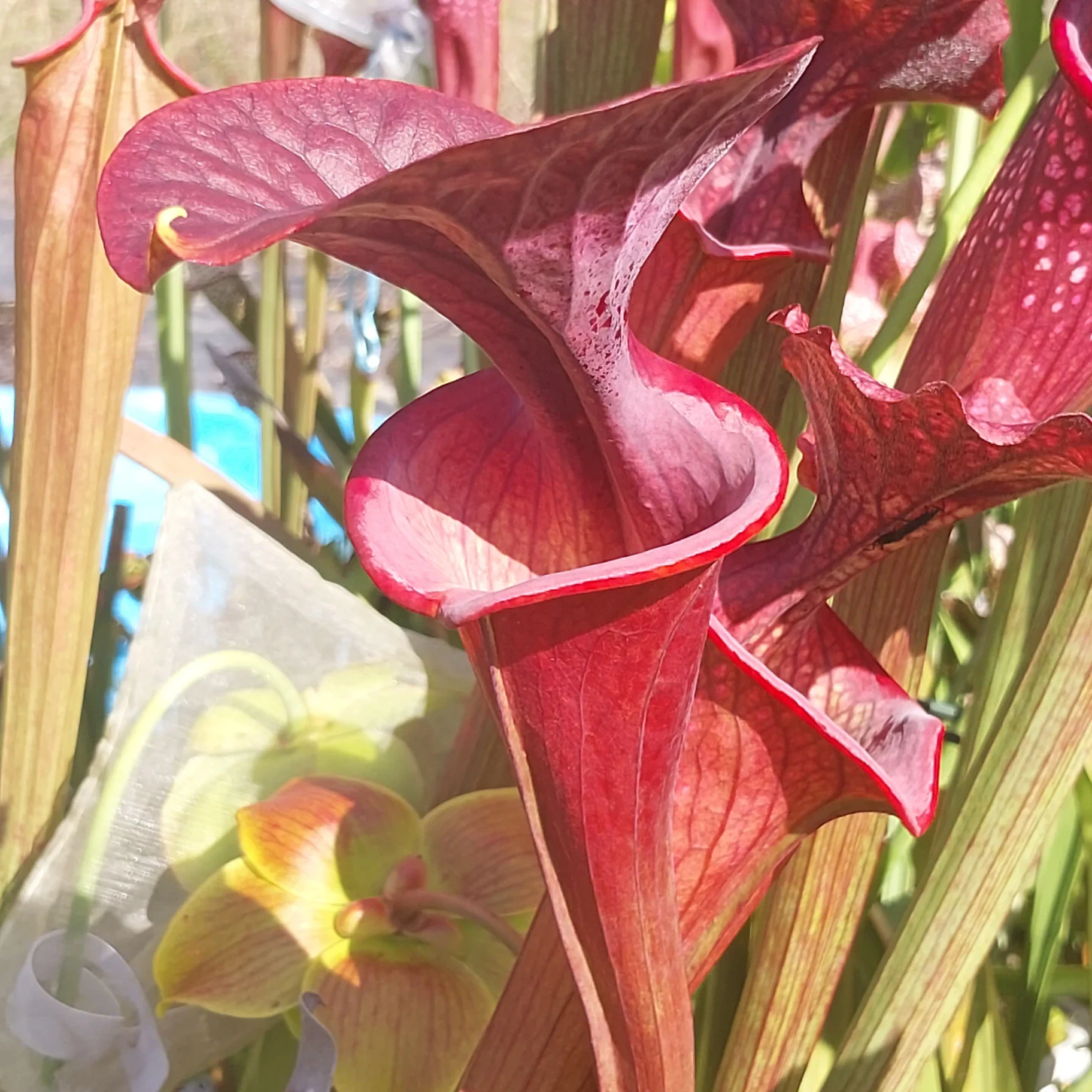 Sarracenia flava 'Okaloosa Atro Super Vigorous x Faulisi Blackwater Atro "Pure Black"' by P_Hill_FL