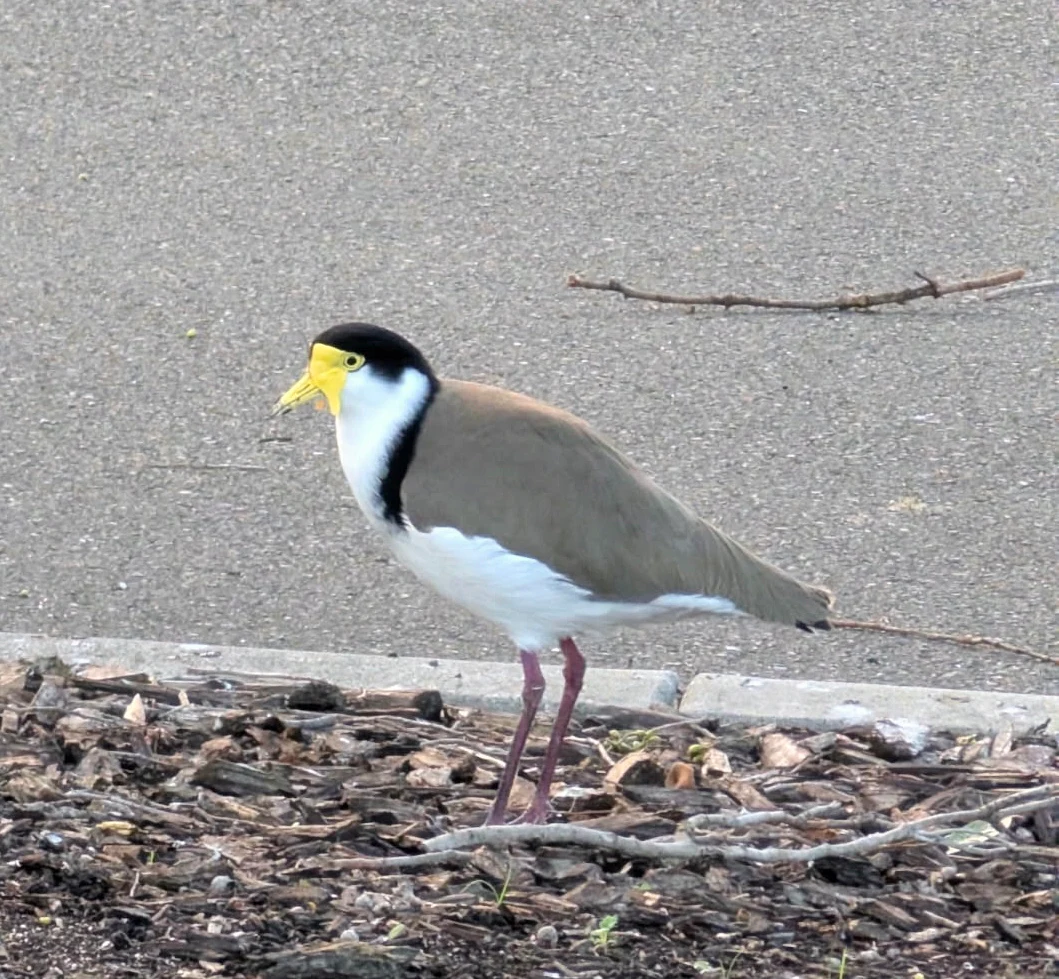 Masked Lapwing Vanellus miles by Freckles