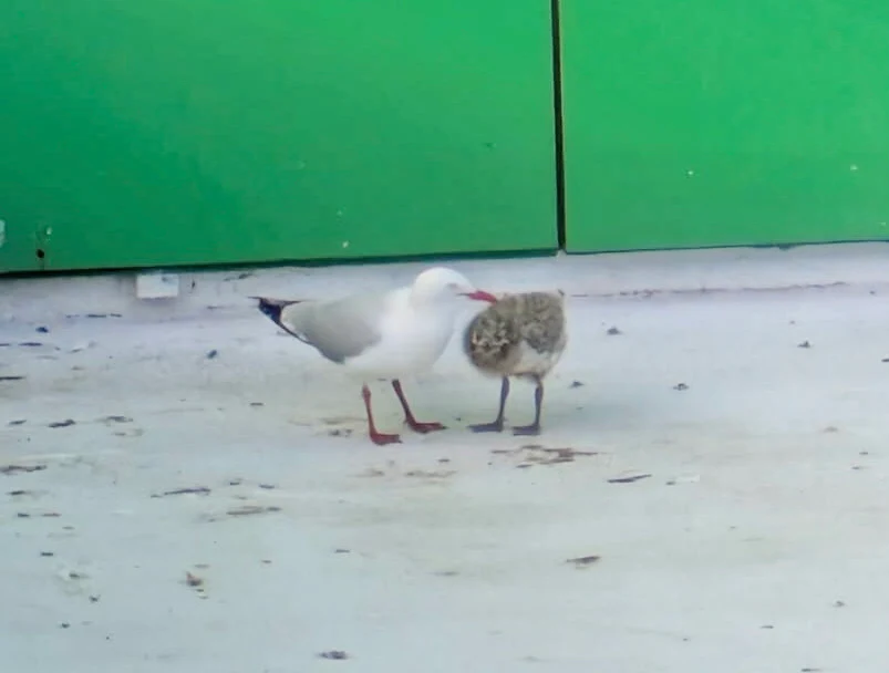 Silver Gull Chroicocephalus novaehollandiae by Freckles