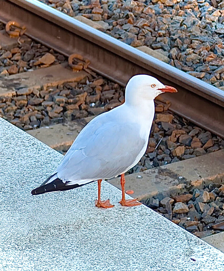 Silver Gull Chroicocephalus novaehollandiae by Freckles