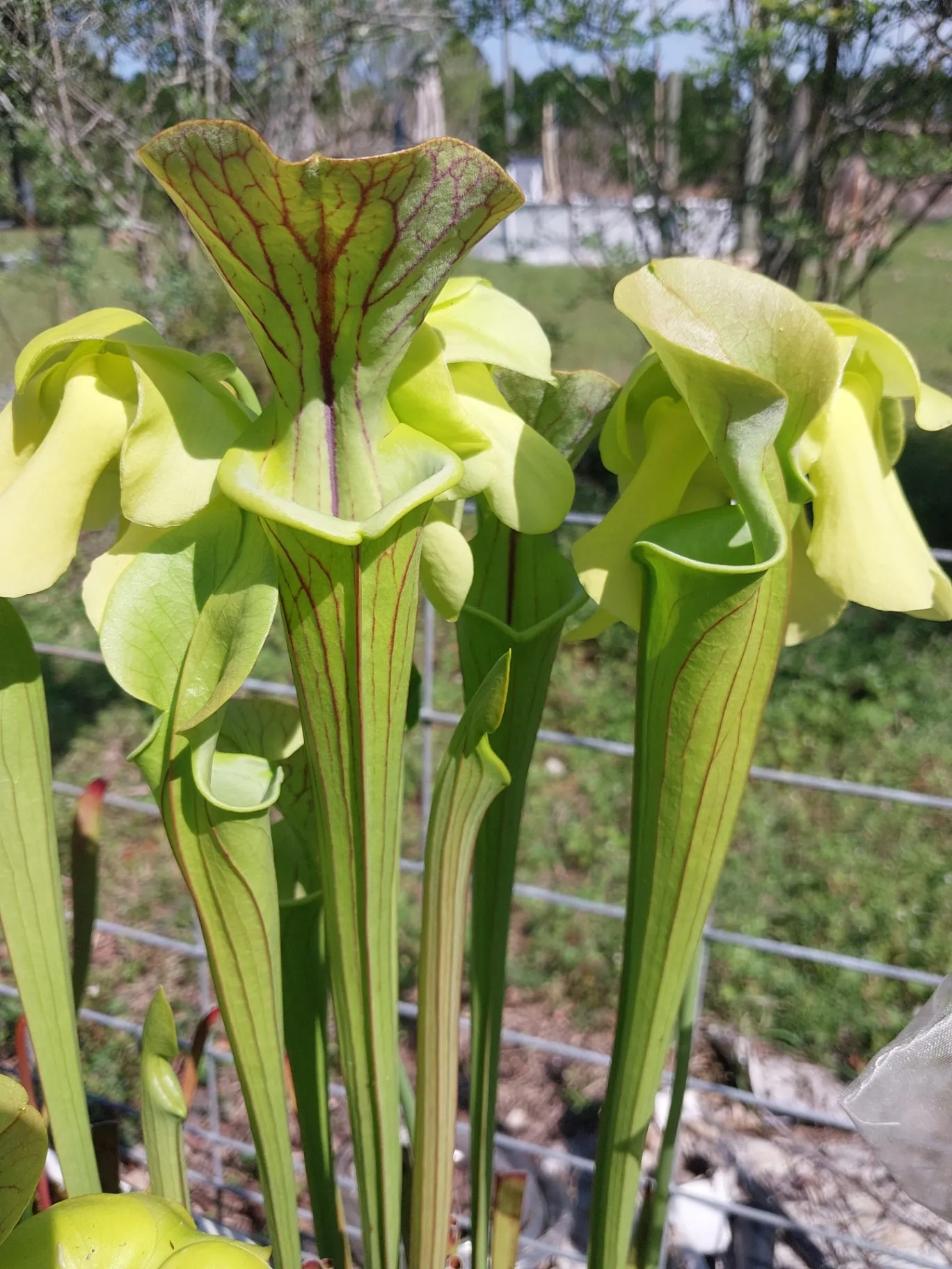 Sarracenia flava 'Improved Black Veins x Super Ornata' by P_Hill_FL