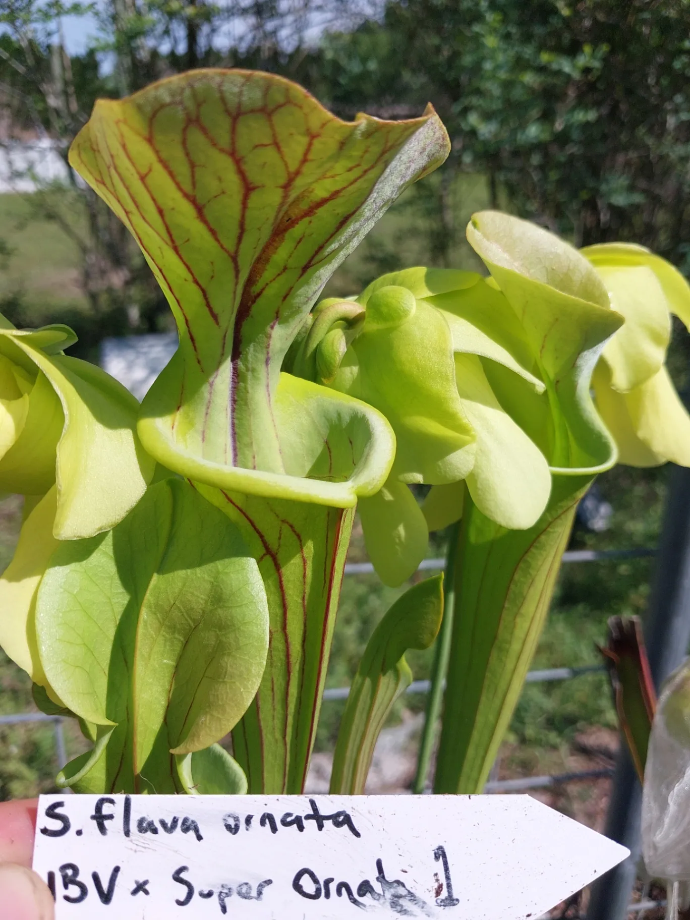 Sarracenia flava 'Improved Black Veins x Super Ornata' by P_Hill_FL