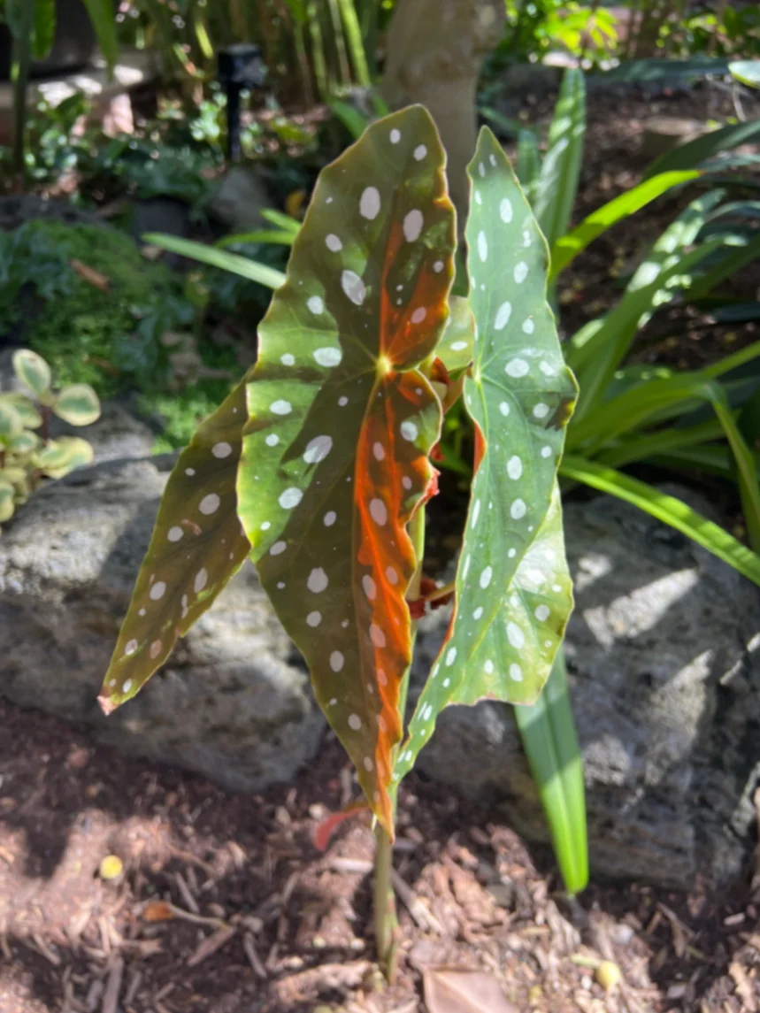 Begonia maculata 'Wightii' by markymark