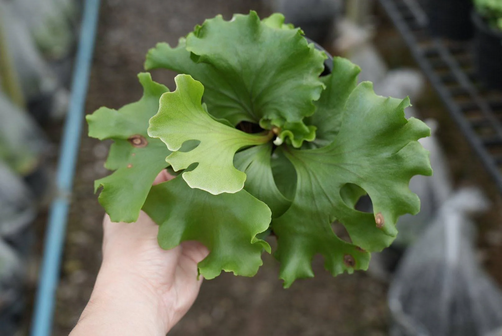 Platycerium Ridleyi 'wide dwarf' by aroot