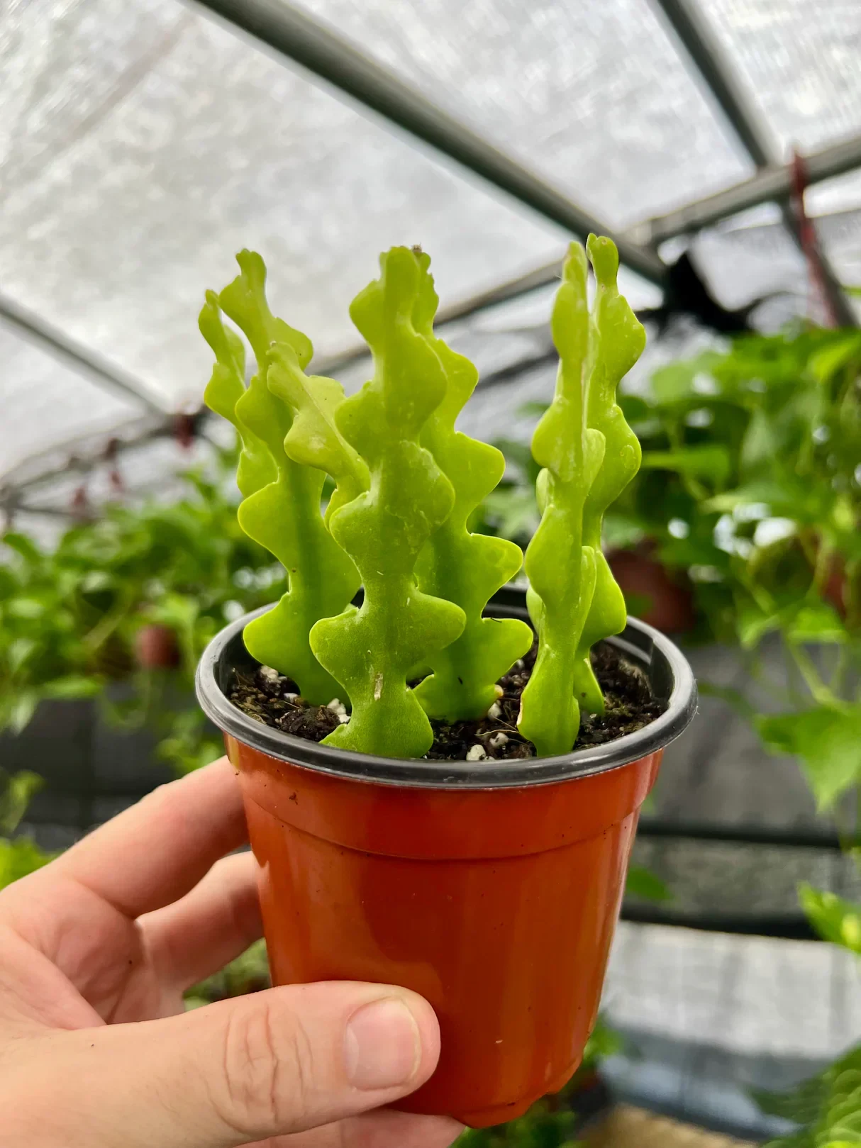 Disocactus anguliger by kathy