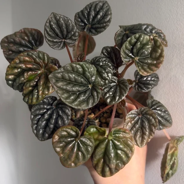 Peperomia caperata by katiesplants