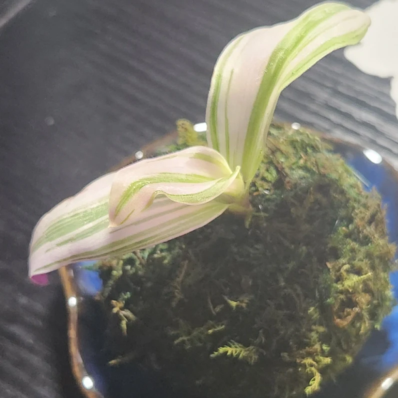 Tradescantia fluminensis 'Nanouk' by eramole