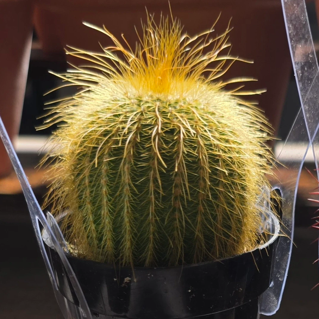 Parodia leninghausii by RoyalAlchemy