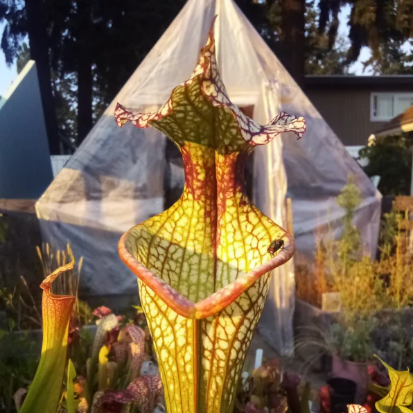 Sarracenia 'Nautilus' × OP by aaaamory