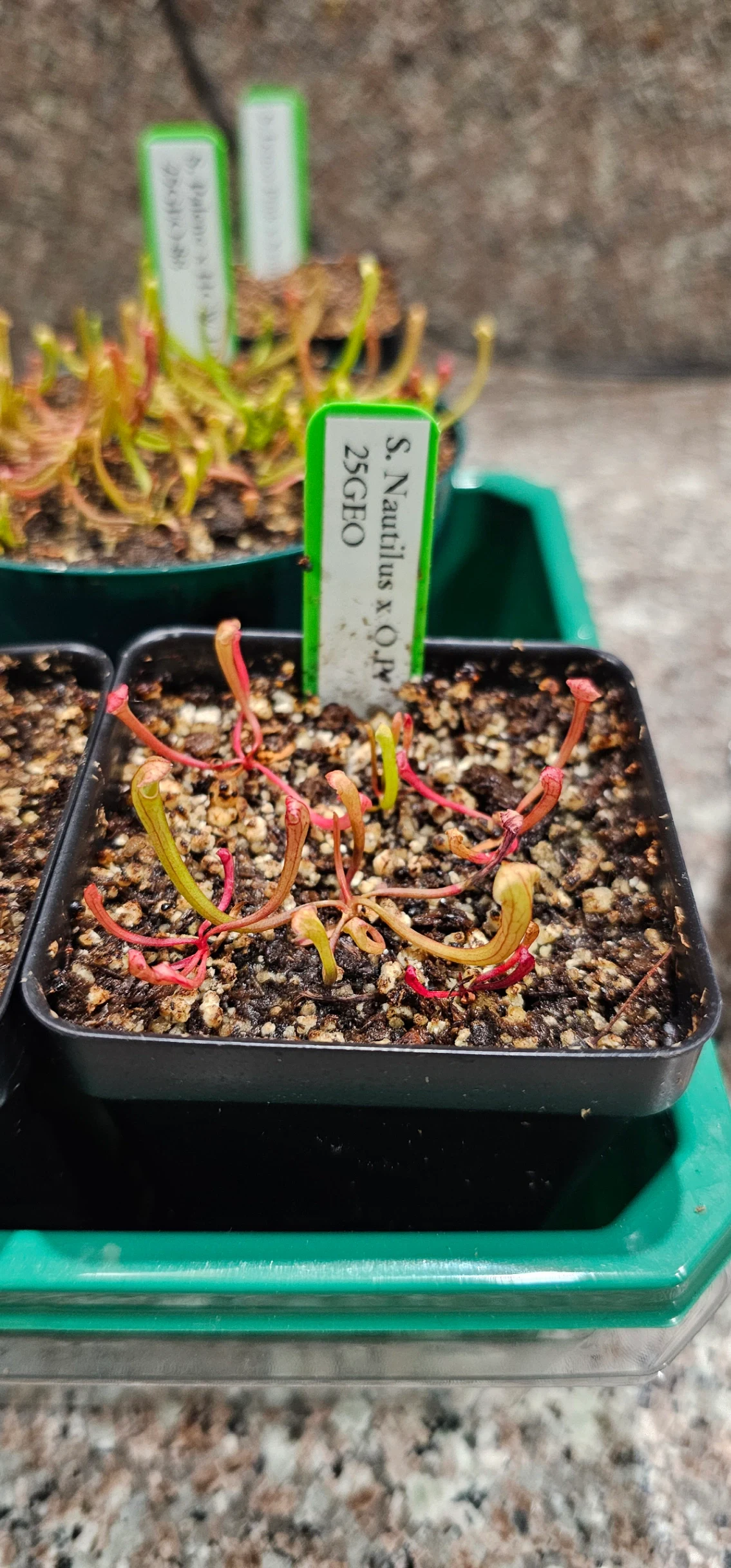 Sarracenia 'Nautilus' × OP by aaaamory