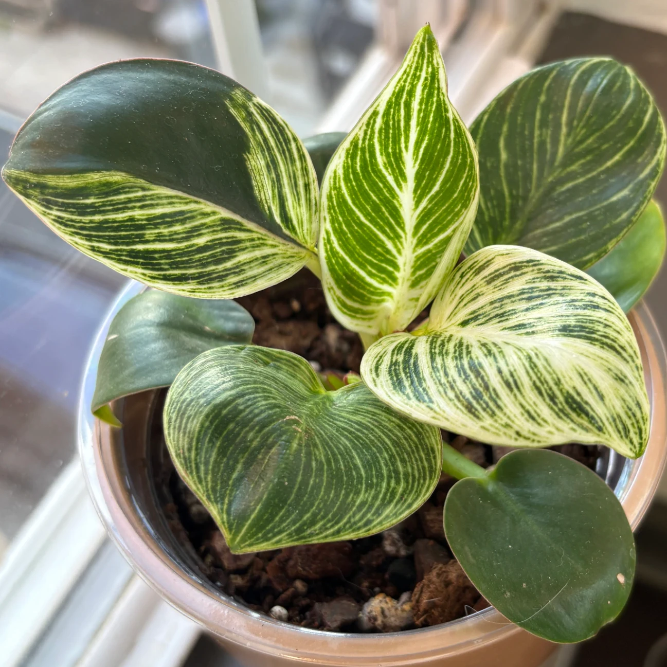 Philodendron erubescens 'Birkin' by katiesplants