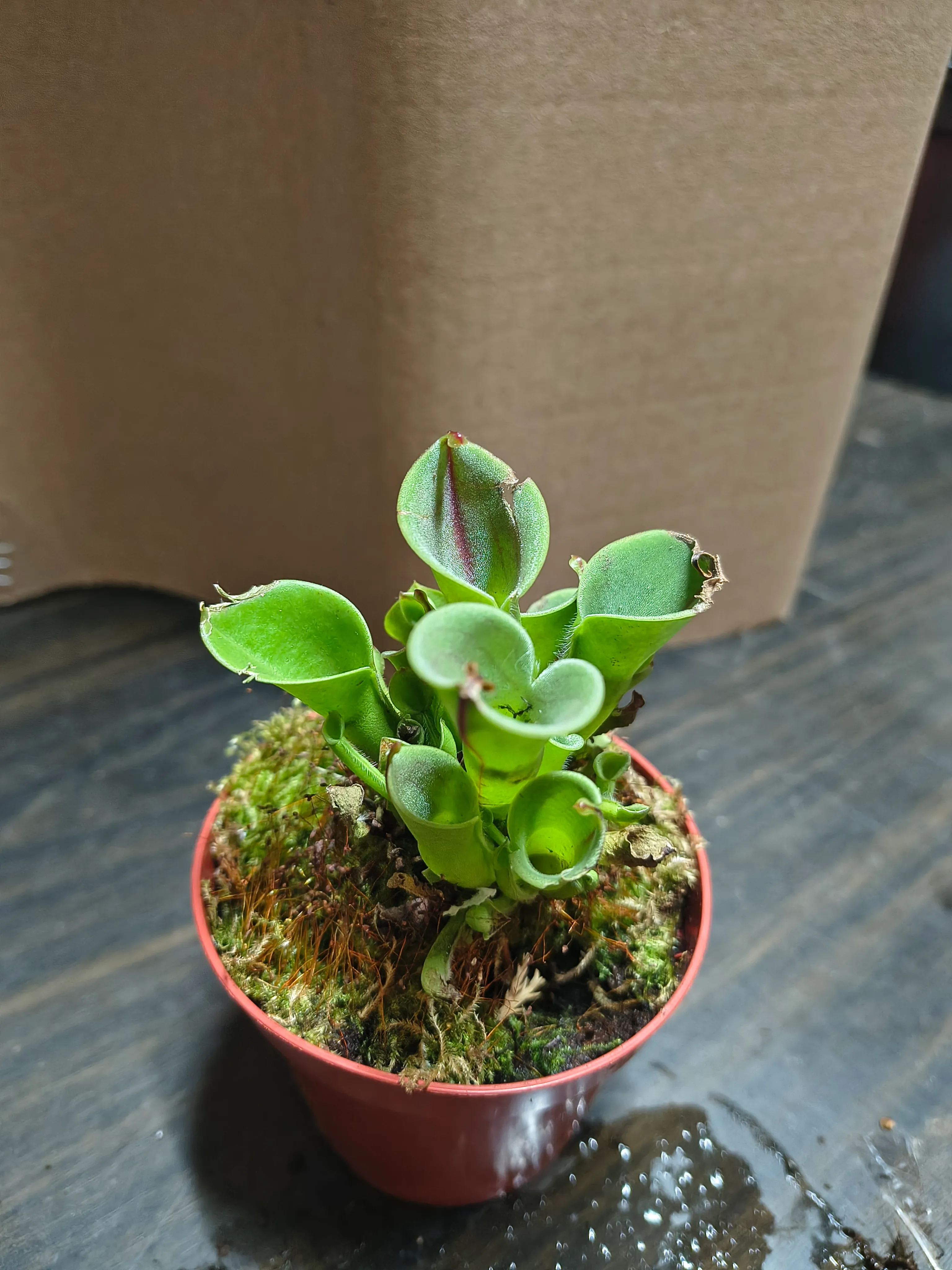 Heliamphora by Manu28