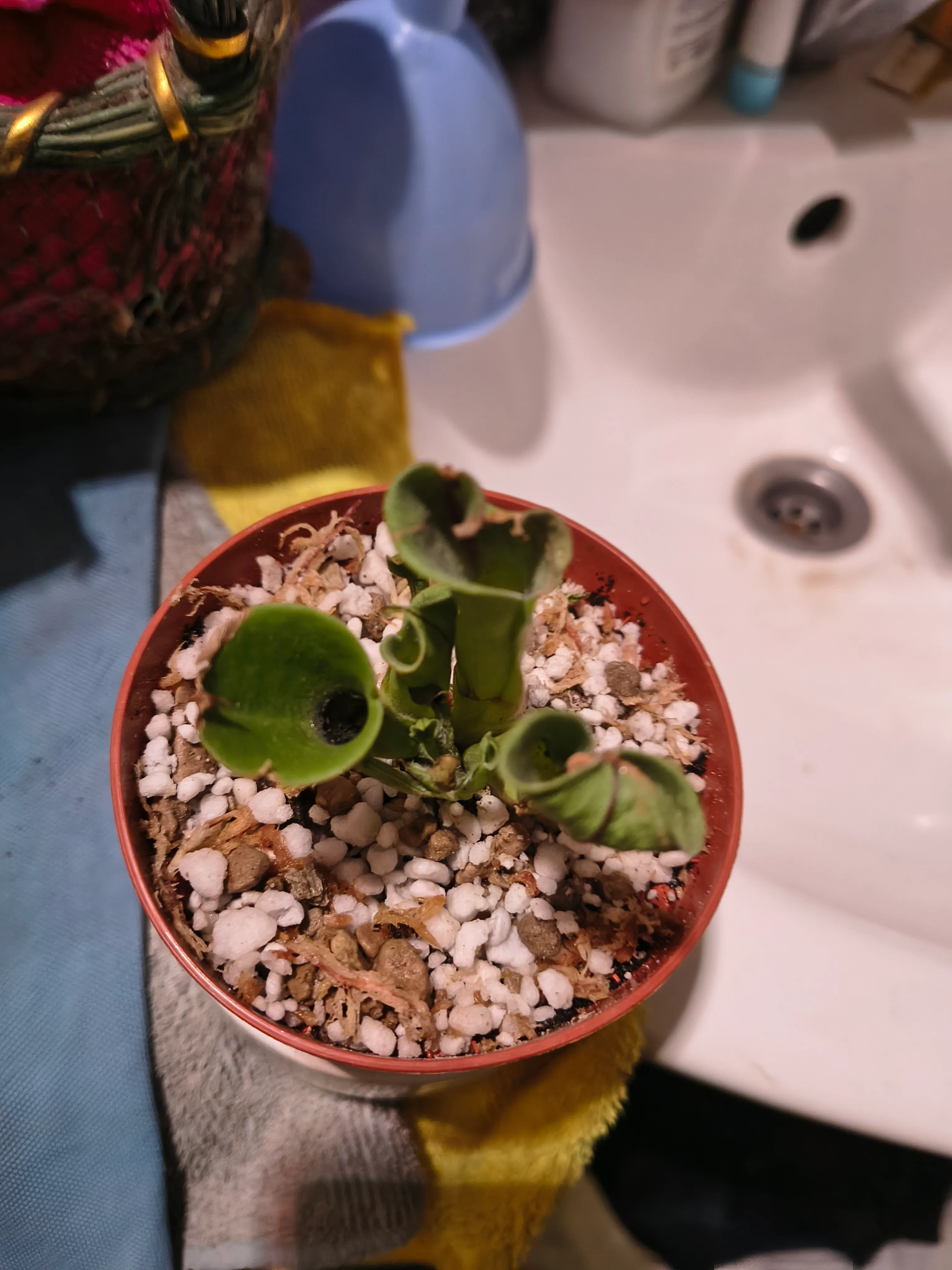 Heliamphora by Manu28