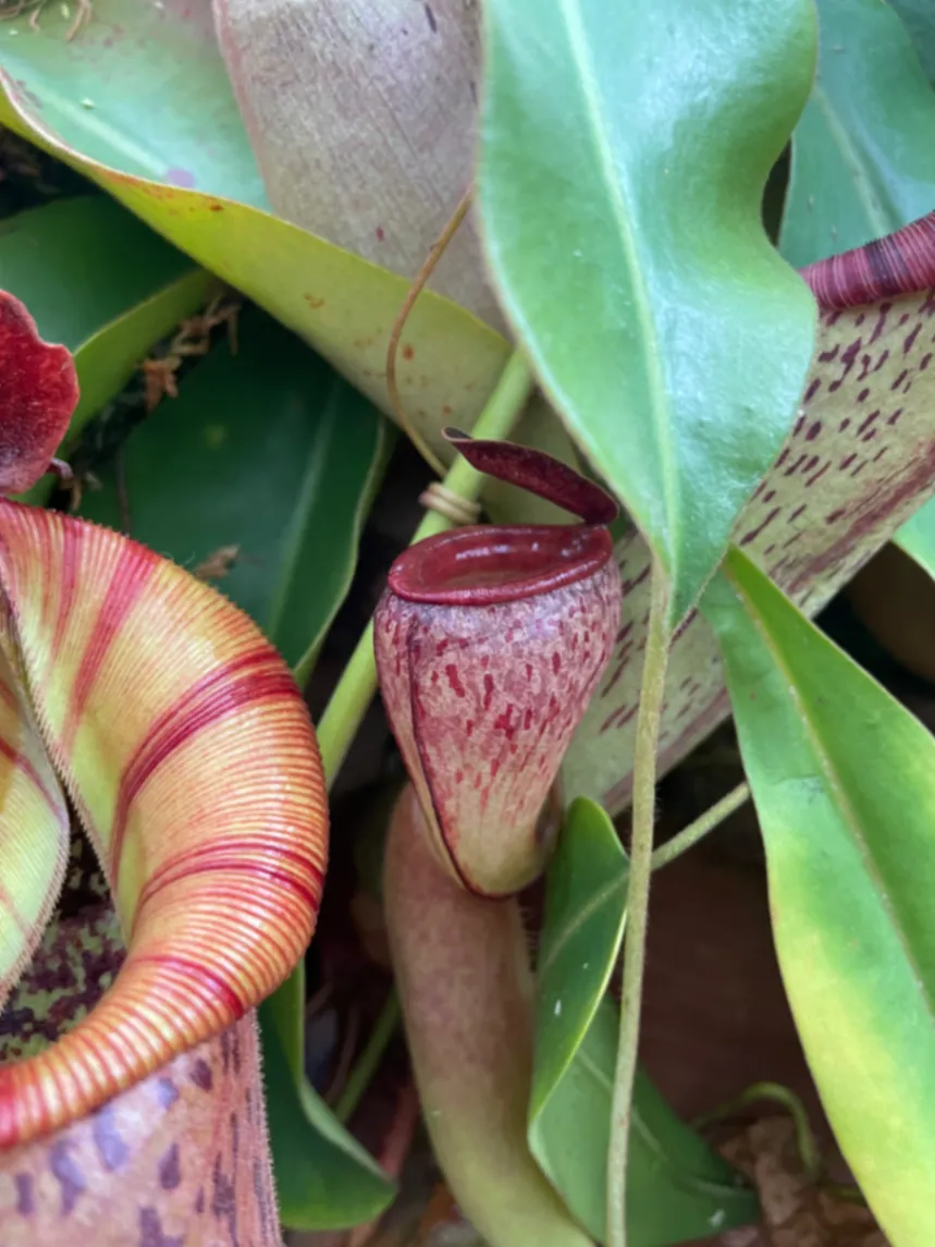 Nepenthes jamban by David