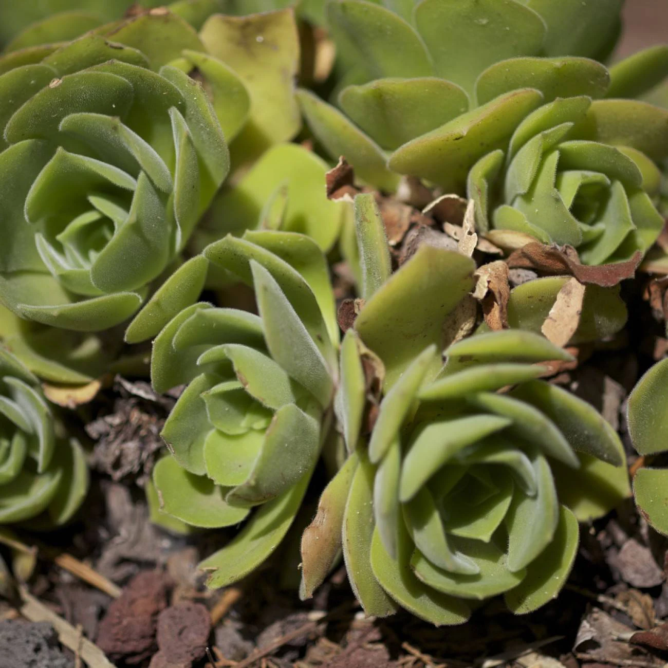 Orostachys malacophylla by space_coyote