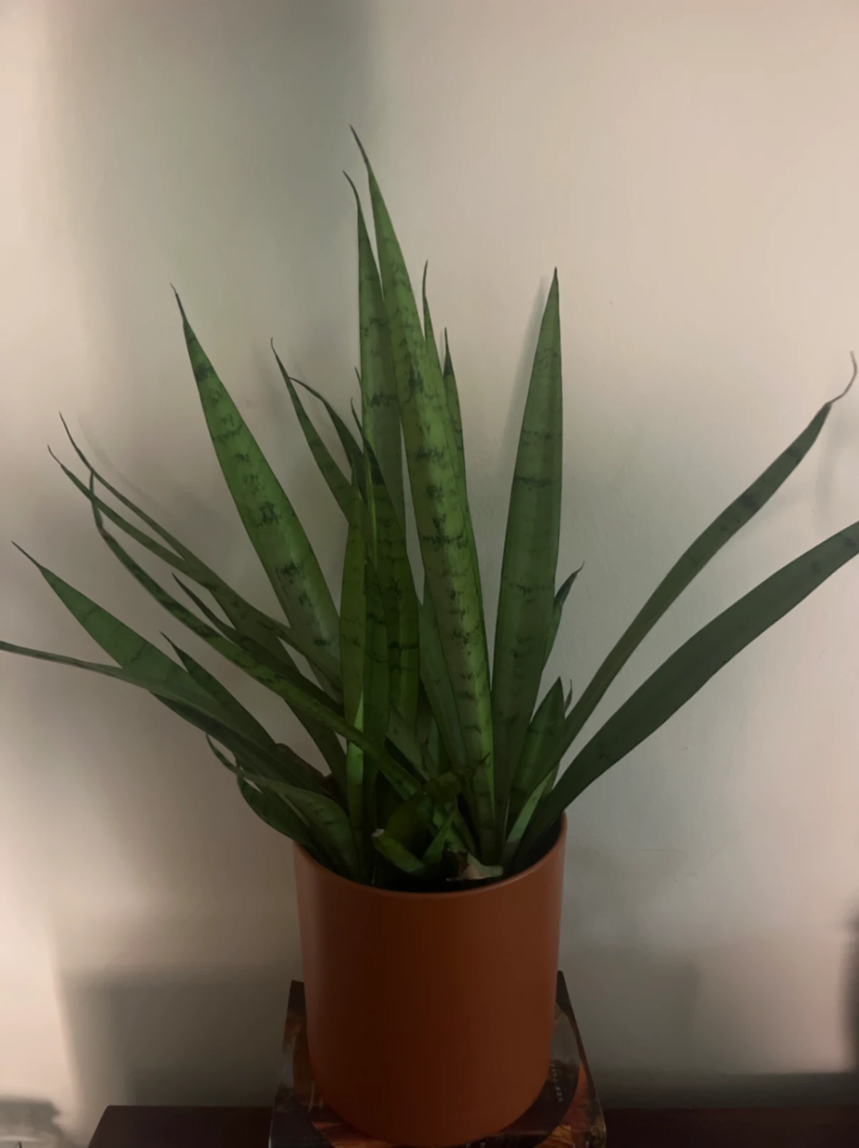 Dracaena trifasciata by joshchristoffersen