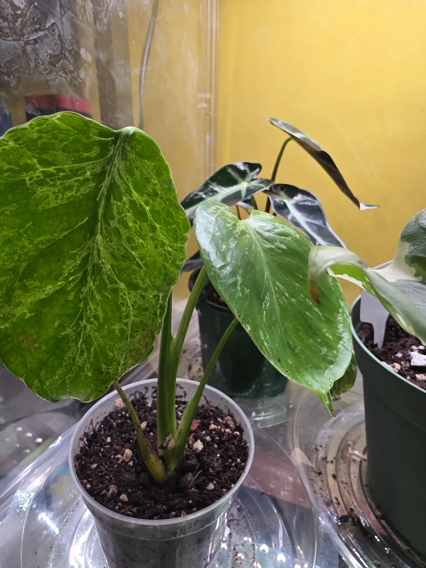 Monstera bulbasaur 'Bulbasaur' by JassyB