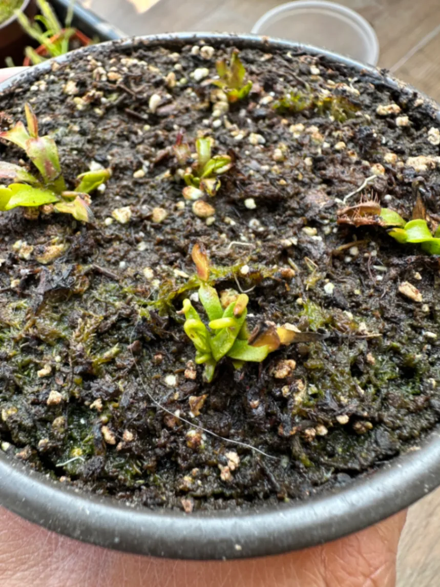 Dionaea Muscipula 'Wacky Traps' by marklt