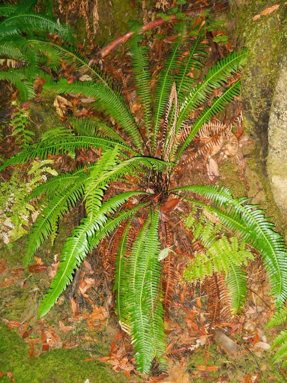 Blechnum spicant by markymark