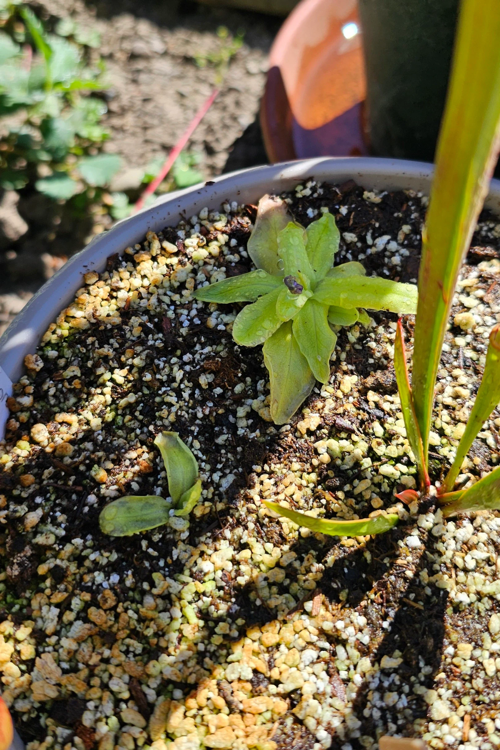 Pinguicula grandiflora by aaaamory