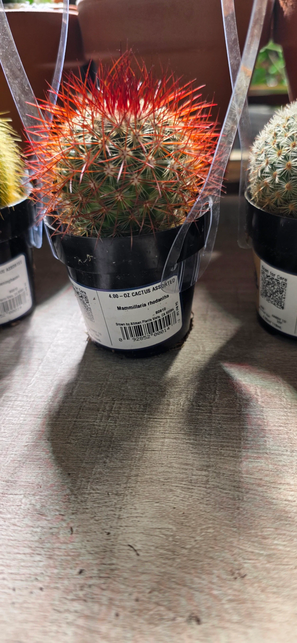 Mammillaria rhodantha by RoyalAlchemy