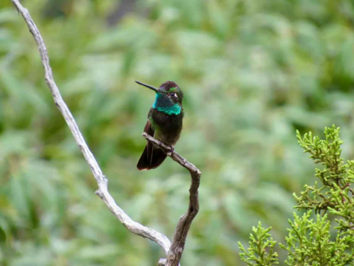 Rivoli’s Hummingbird Eugenes fulgens by DoodleBirdTerrariums