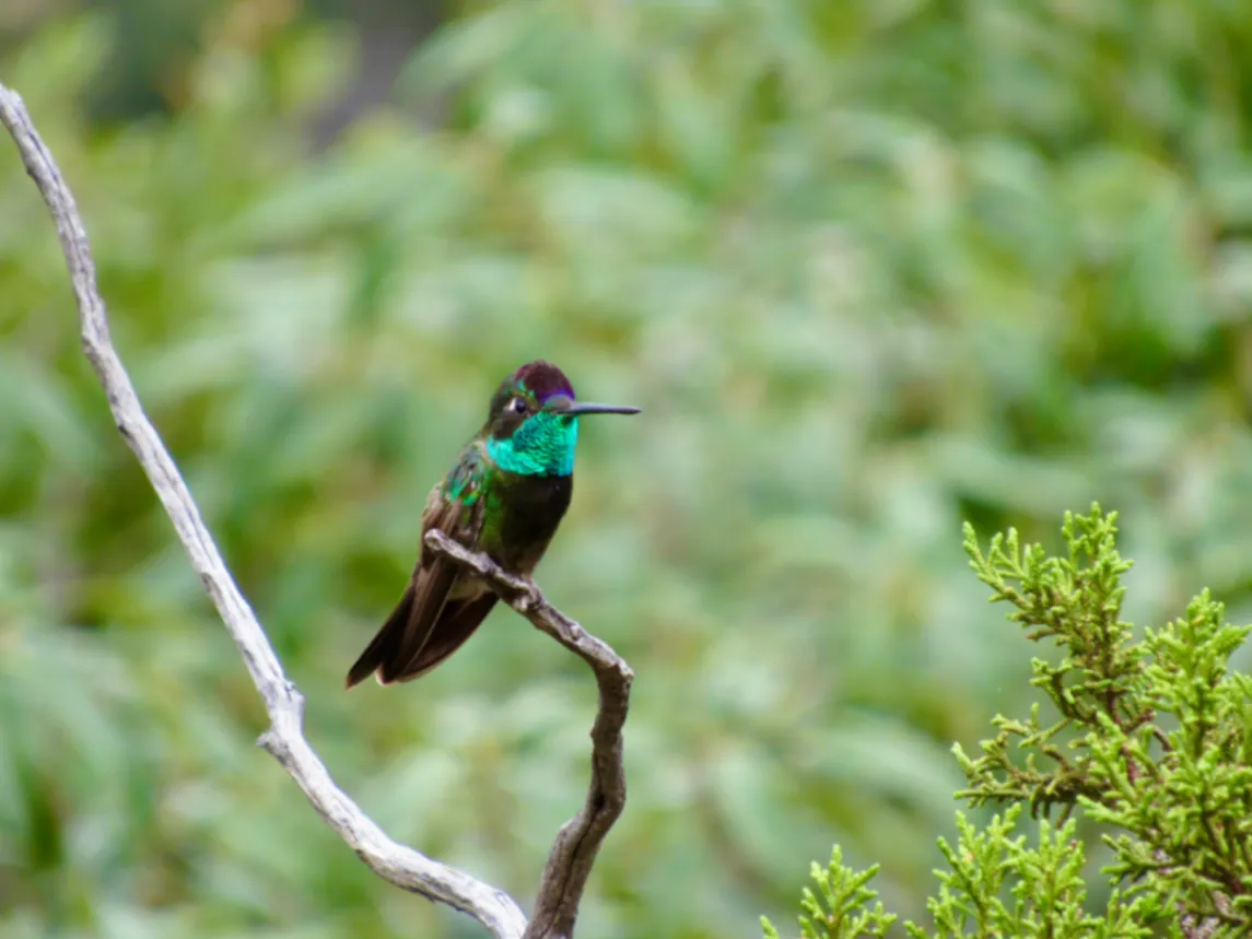 Rivoli’s Hummingbird Eugenes fulgens by DoodleBirdTerrariums