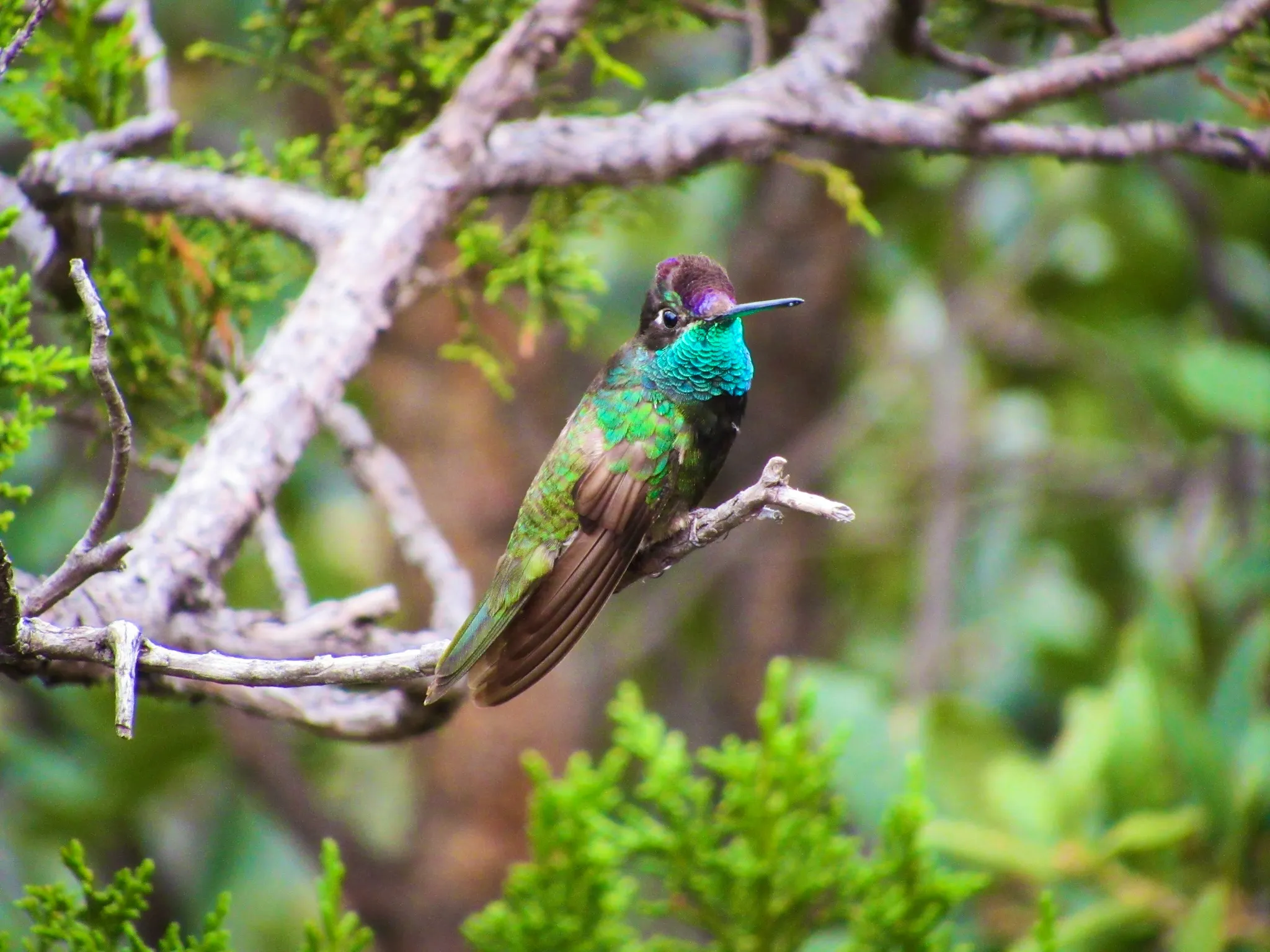 Rivoli’s Hummingbird Eugenes fulgens by DoodleBirdTerrariums