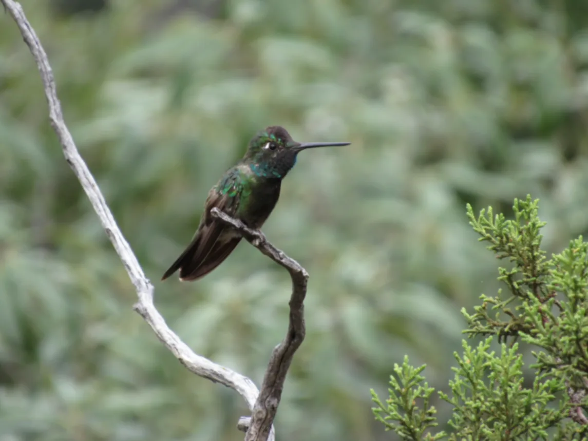 Rivoli’s Hummingbird Eugenes fulgens by DoodleBirdTerrariums