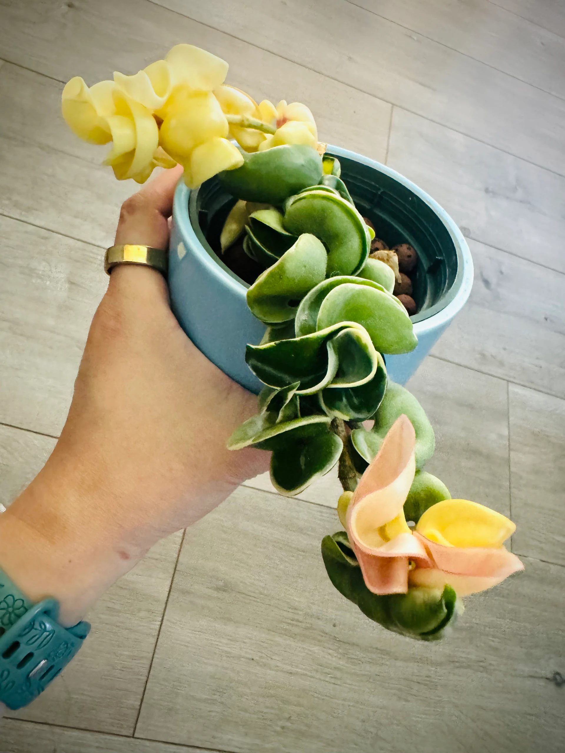 Hoya carnosa 'Compacta Variegata' by Labuleaf