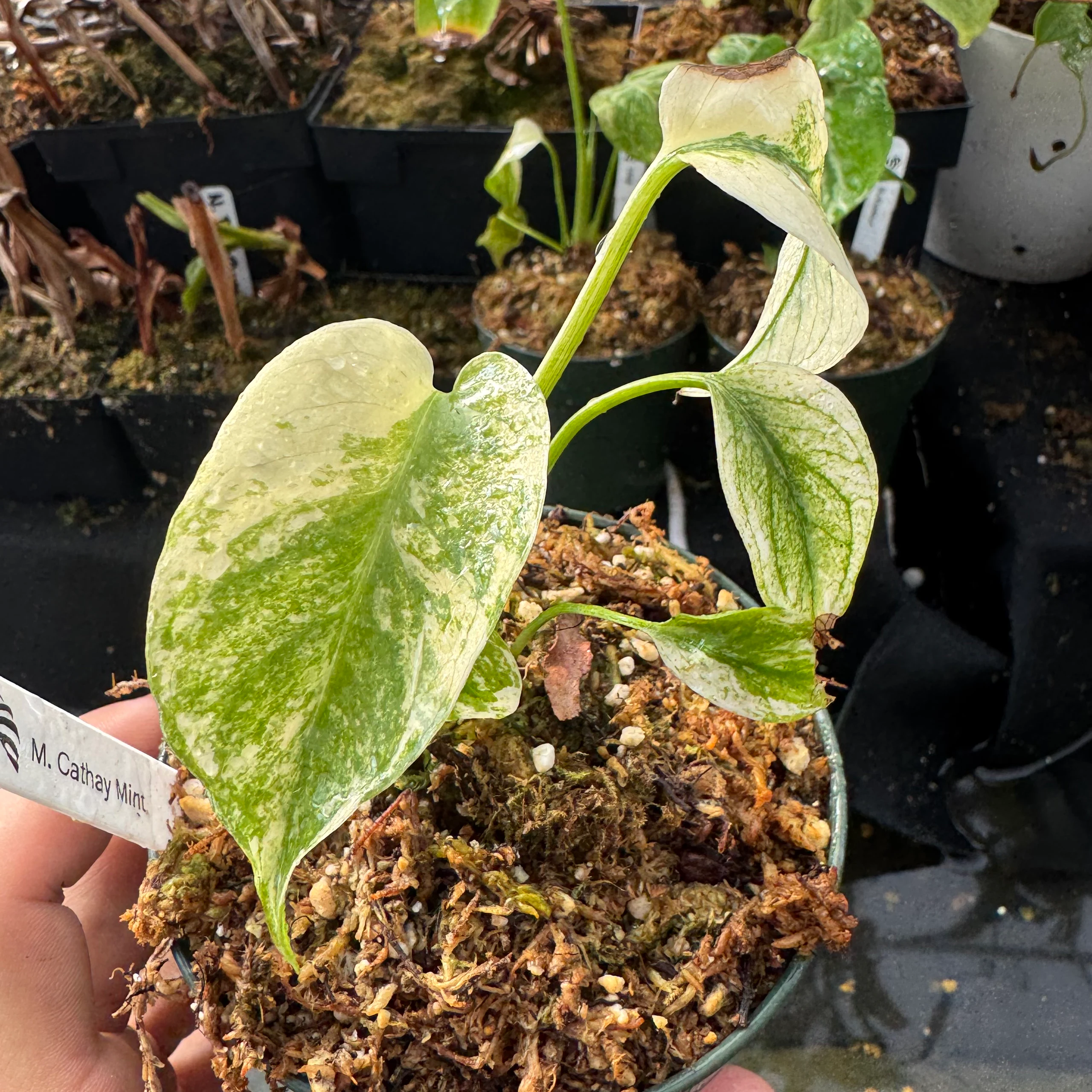Monstera deliciosa 'Cathay Mint' by David