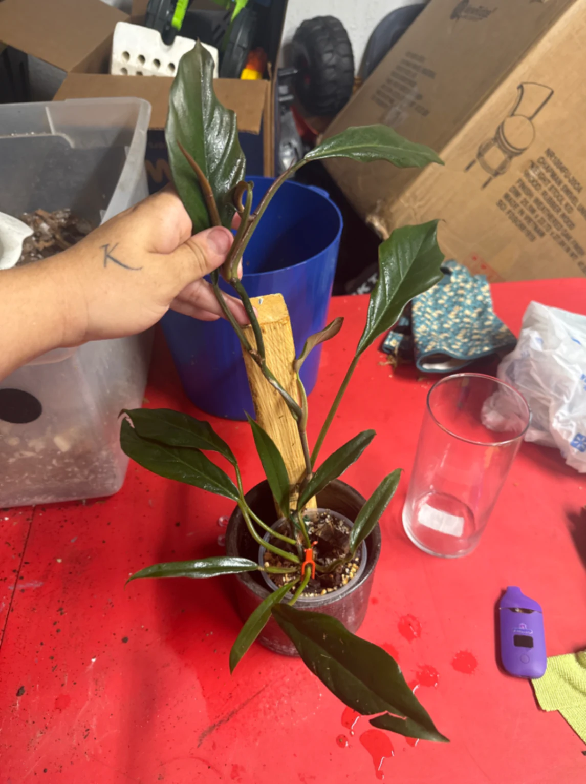 Philodendron 'Pink 'Pink Princess' by Ohtatie