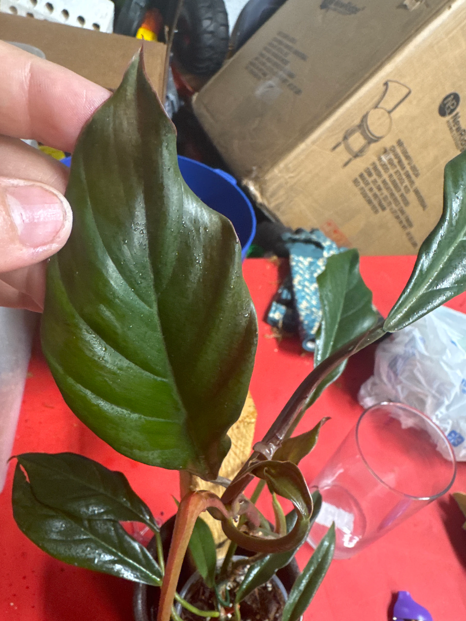 Philodendron 'Pink 'Pink Princess' by Ohtatie