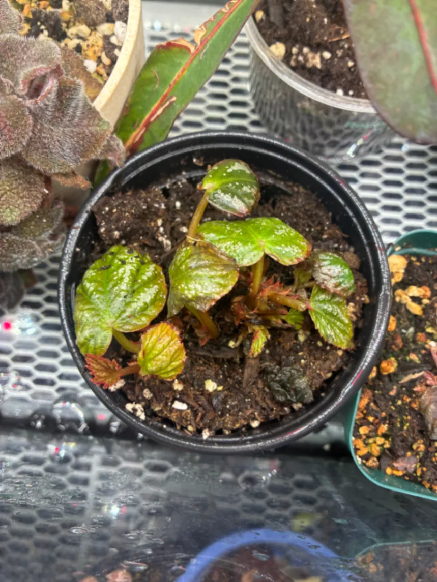Begonia rex-cultorum by lemonlime