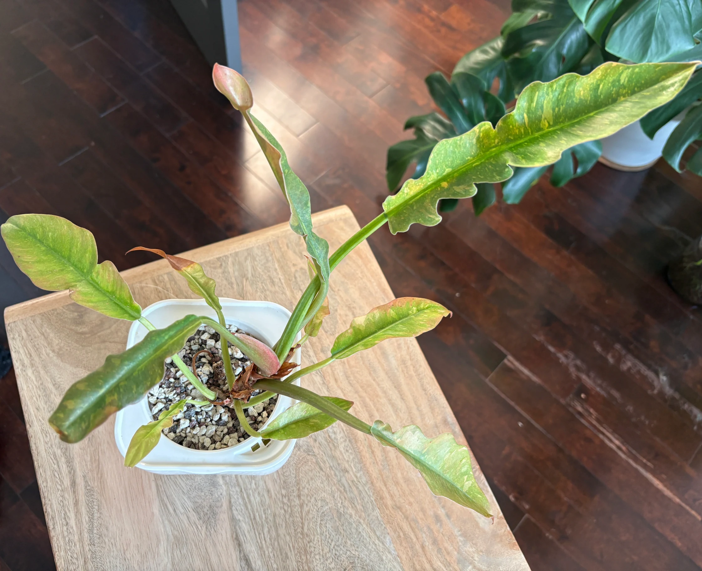 Philodendron Ring of Fire by katiesplants