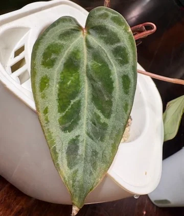 Anthurium Selby's Silver by katiesplants