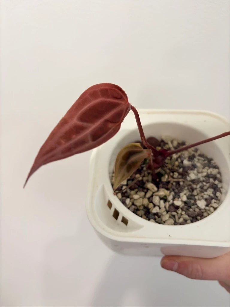 Anthurium Selby's Silver by katiesplants